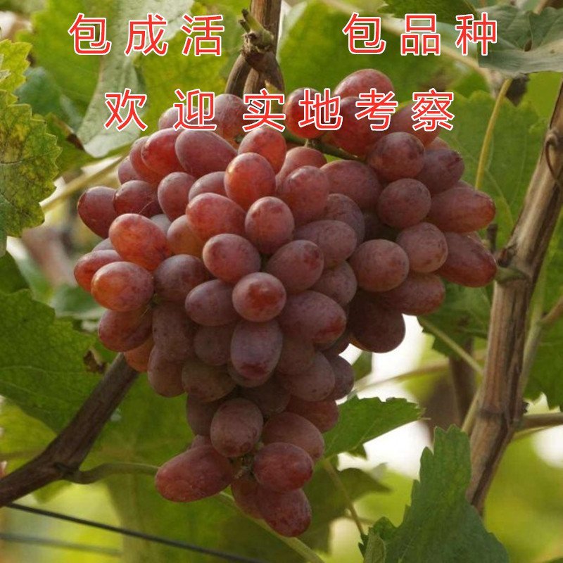克伦生葡萄苗品种葡萄树苗包品种包结果克伦生葡萄苗