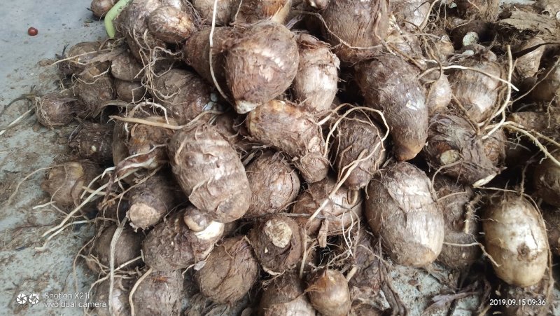 沂蒙奶油毛芋头3厘米以上，新鲜出炉，量大从优