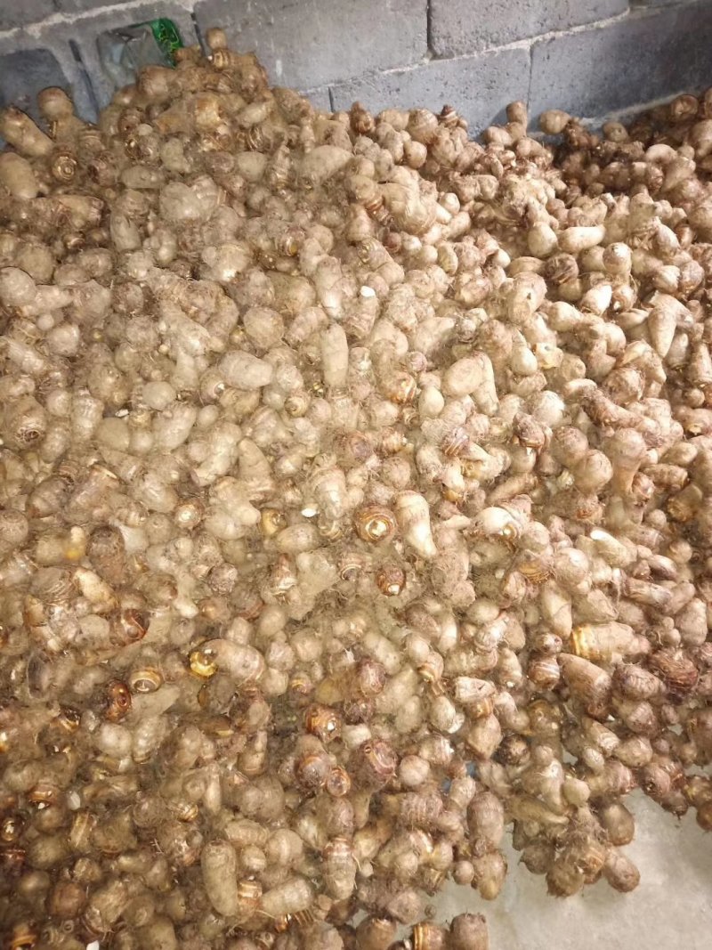 沂蒙奶油毛芋头3厘米以上，新鲜出炉，量大从优