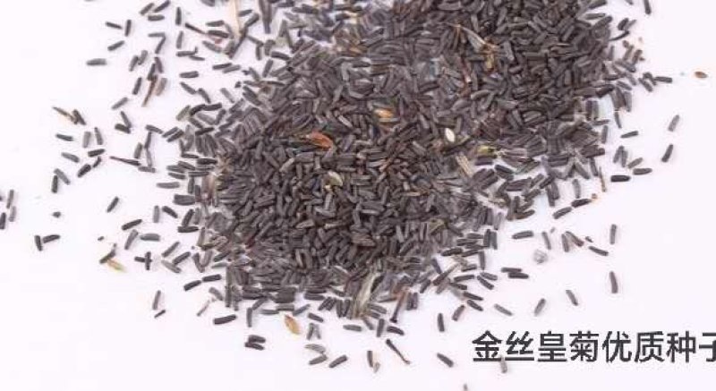 金丝皇菊花苗可食用药用可泡茶农家自种金丝皇菊苗