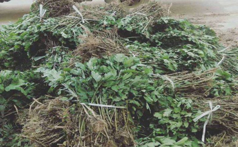 金丝皇菊花苗可食用药用可泡茶农家自种金丝皇菊苗