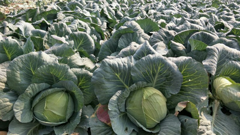 甘蓝扁包菜湖北嘉鱼县扁包菜量大从优基地供应
