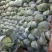 甘蓝扁包菜湖北嘉鱼县扁包菜量大从优基地供应