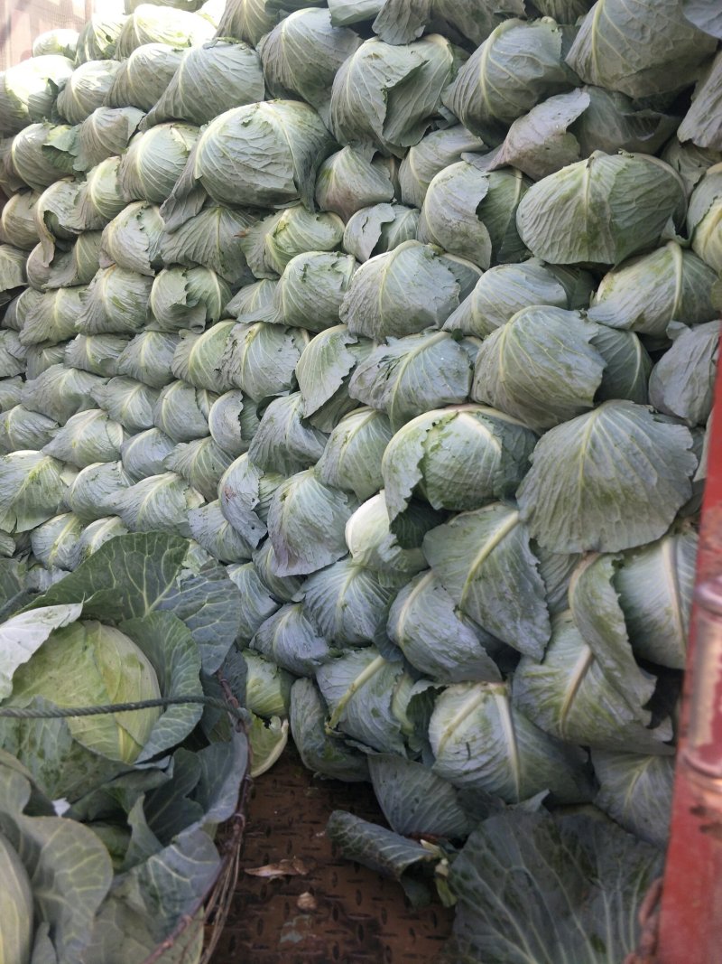 甘蓝扁包菜湖北嘉鱼县扁包菜量大从优基地供应