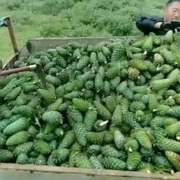 云南省昆明市禄劝石牛山松子