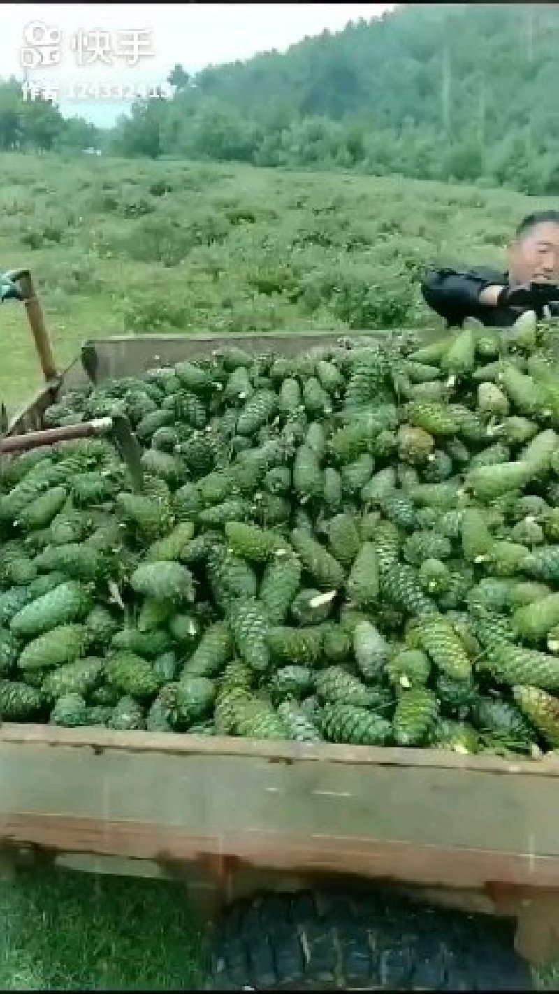 云南省昆明市禄劝石牛山松子