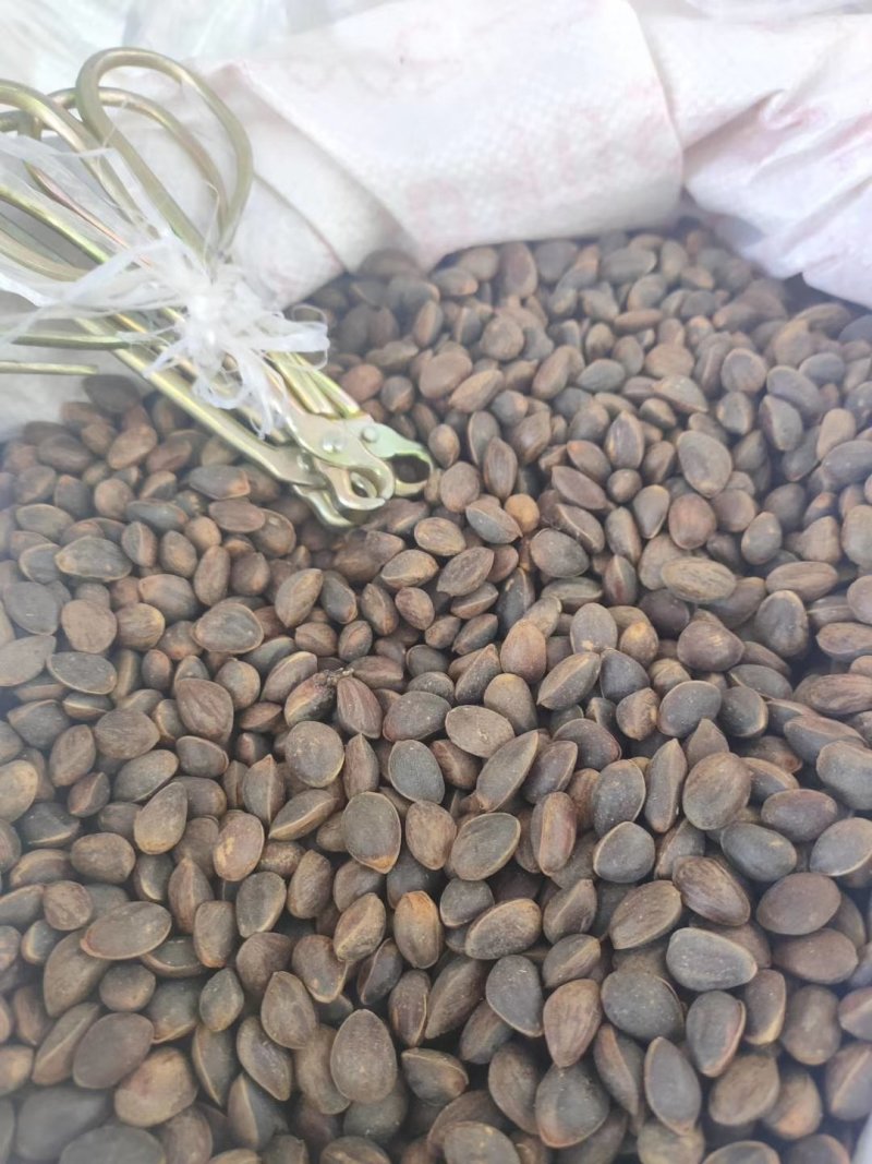 云南省昆明市禄劝石牛山松子