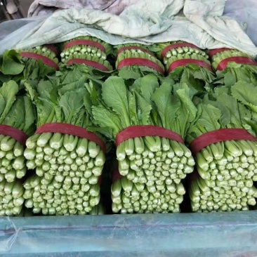 小白菜，细，中，粗，三种，适合各大市场，加工厂，