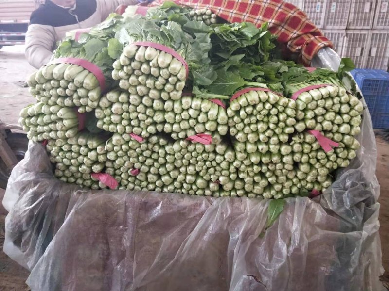 小白菜，细，中，粗，三种，适合各大市场，加工厂，