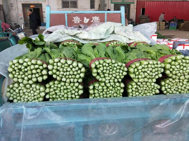 小白菜，细，中，粗，三种，适合各大市场，加工厂，