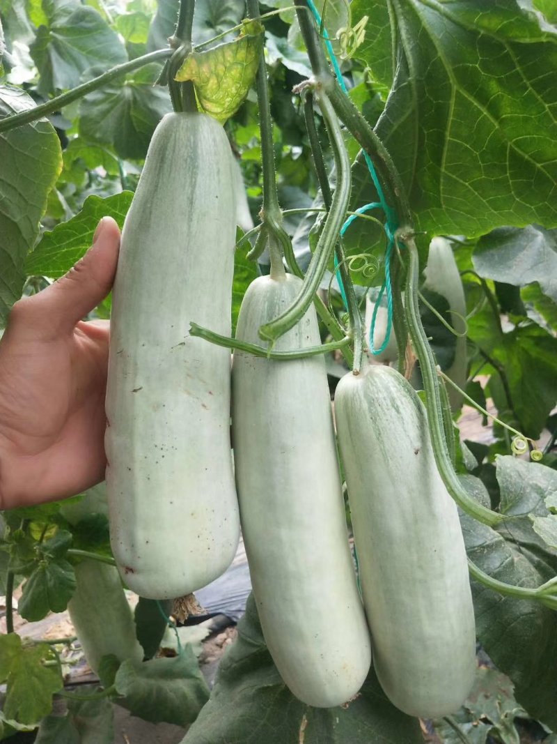 羊角蜜甜瓜，脆甜，保证价格真实，无任何费用