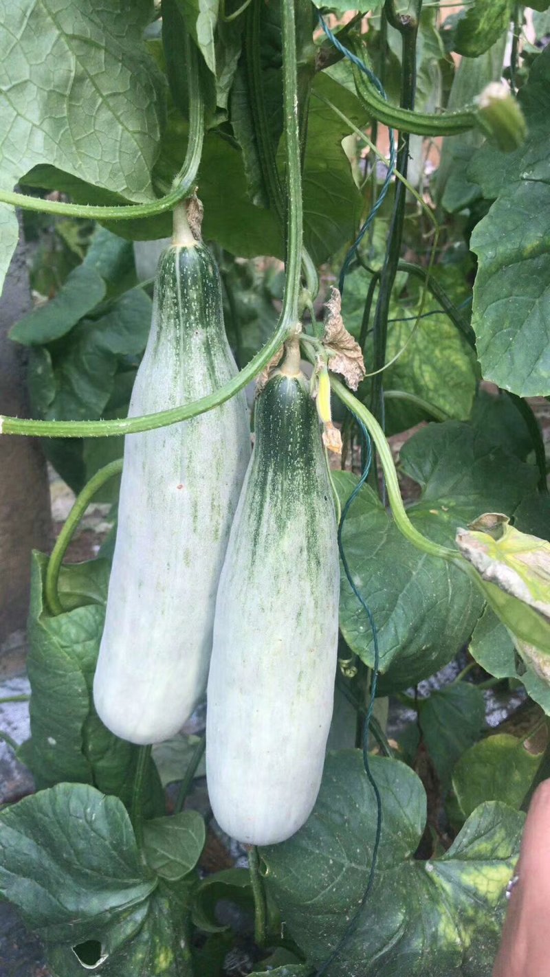 羊角蜜甜瓜，脆甜，保证价格真实，无任何费用