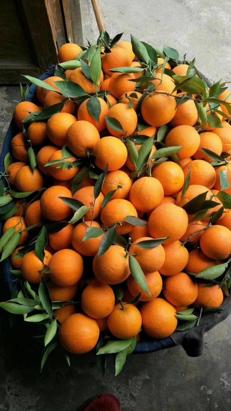 精品宜昌脐橙，湖北橙子大量上市了，个大皮簿，口味甜水份足，