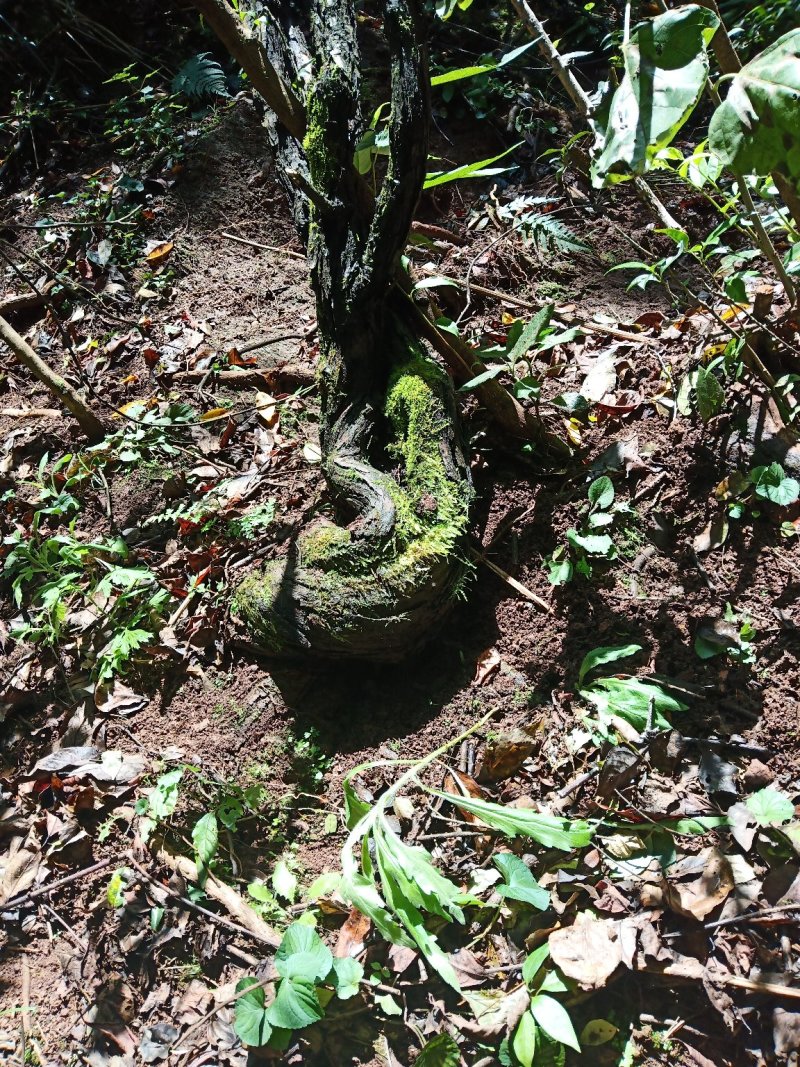 山木香，红刺藤倒钩刺欢迎选购