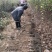 柿子树苗,果实红润,可口香甜,品种纯正,全国包邮。