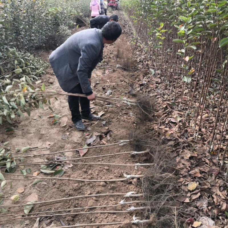 柿子树苗，果实红润，可口香甜，品种纯正，全国包邮。