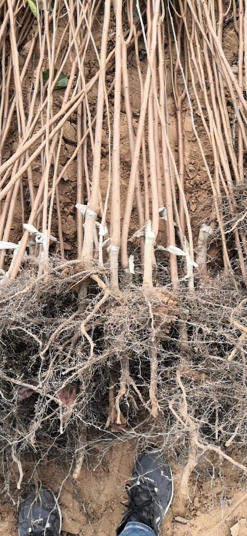 柿子树苗，果实红润，可口香甜，品种纯正，全国包邮。
