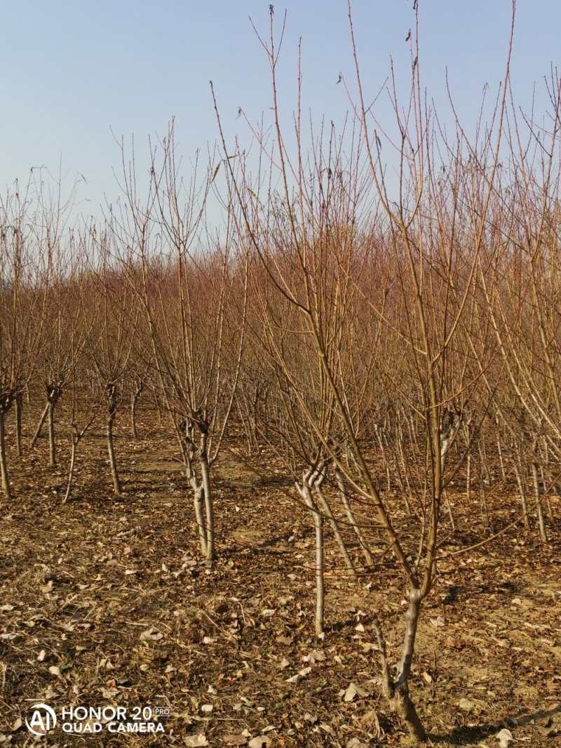 占地桃树（3~10公分）