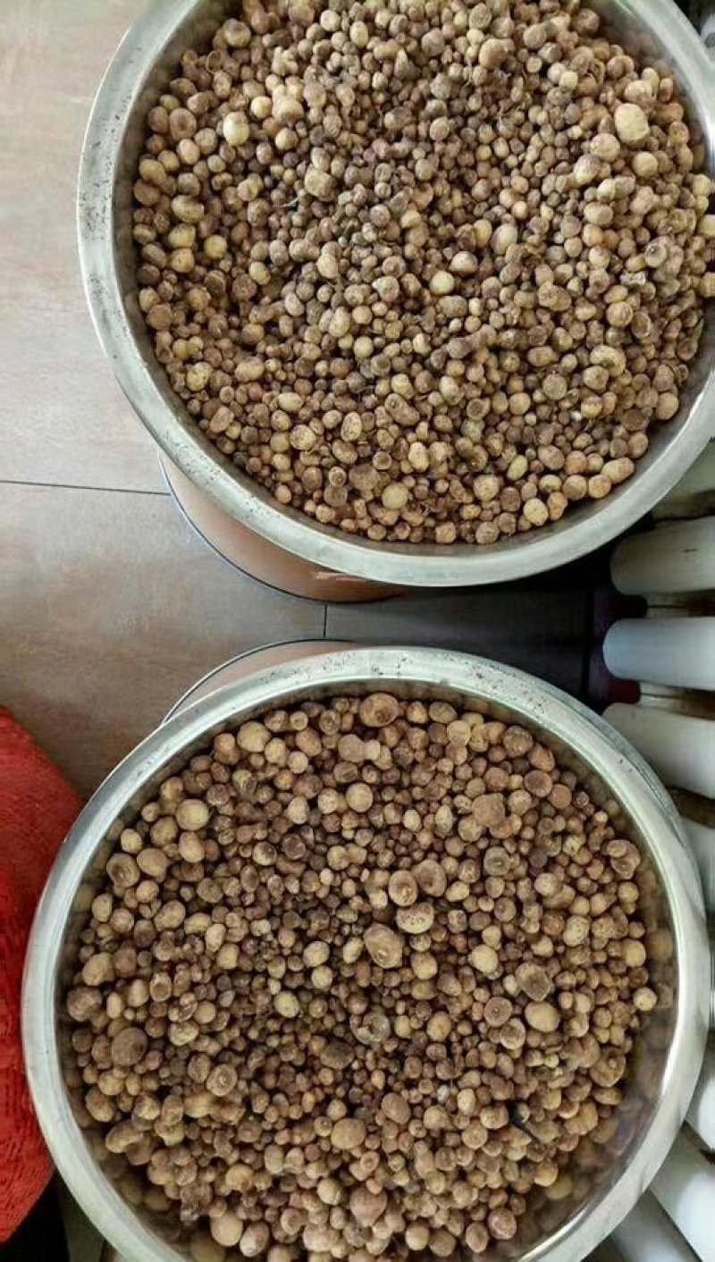 自己种出来的优质种苗，保证质量，可视频看货，可寄样品