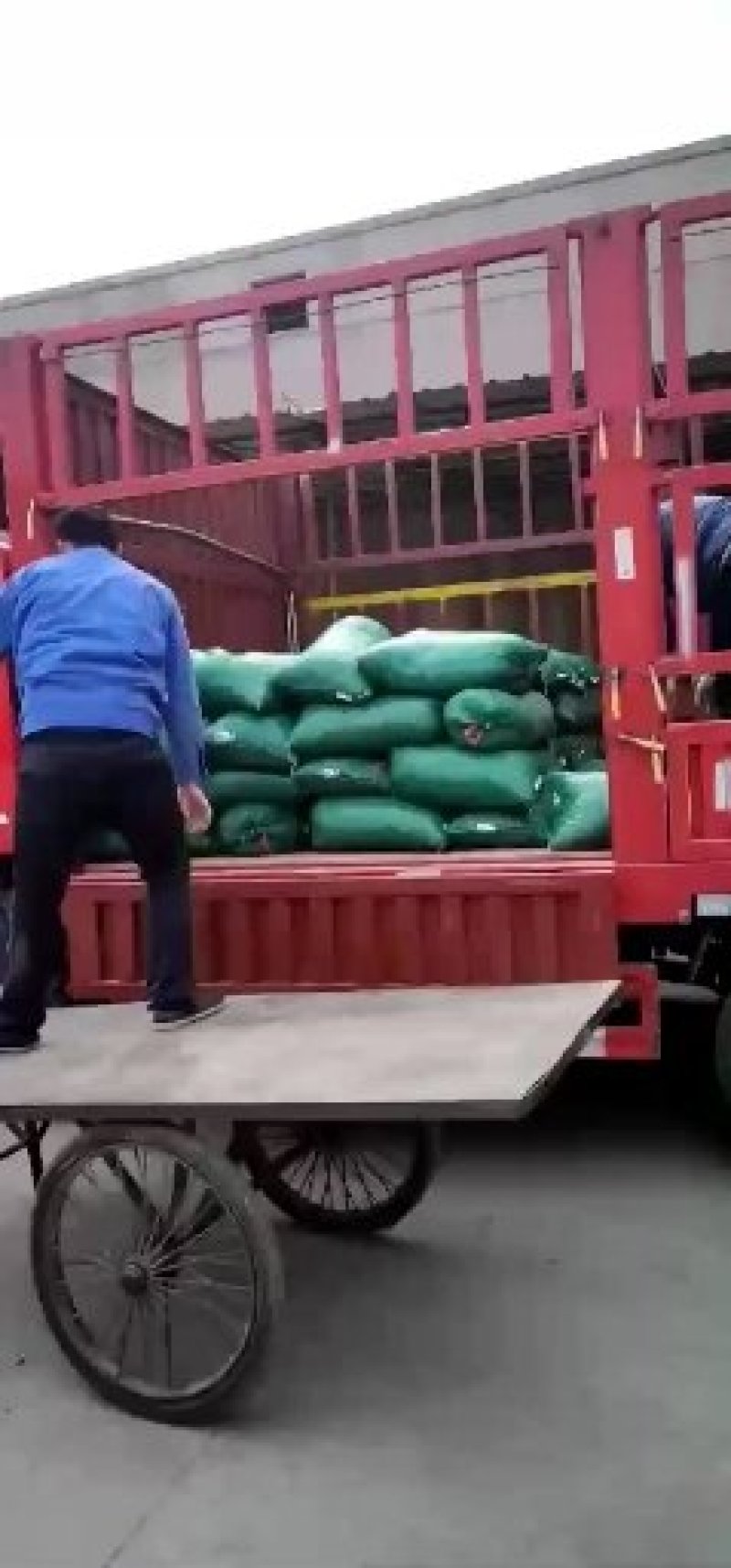 优质半夏种苗，自己基地生产，可视频看货，可寄样品