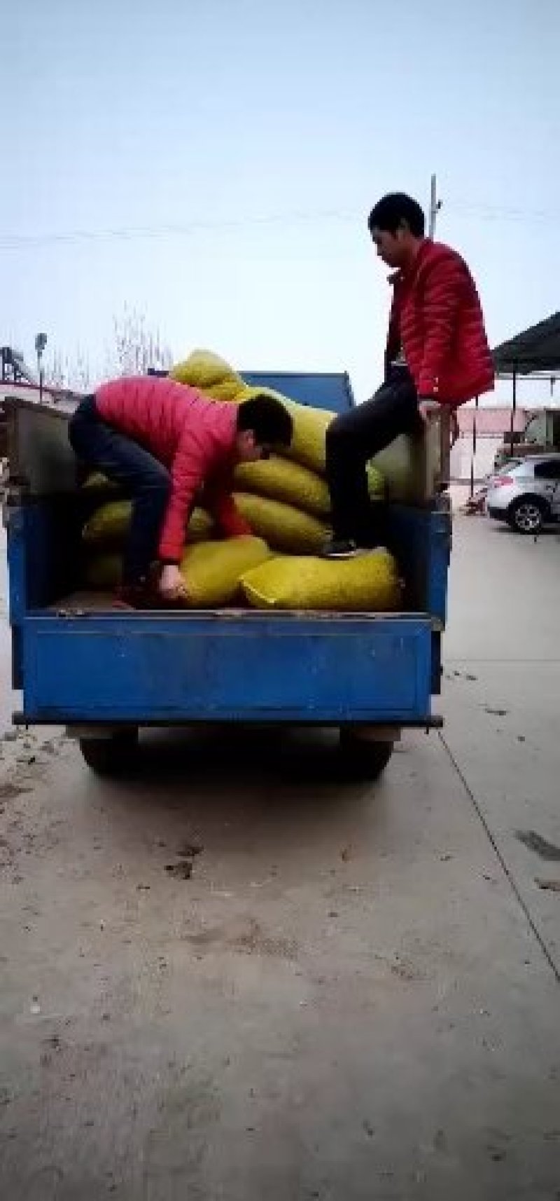 优质半夏种苗，自己基地生产，可视频看货，可寄样品