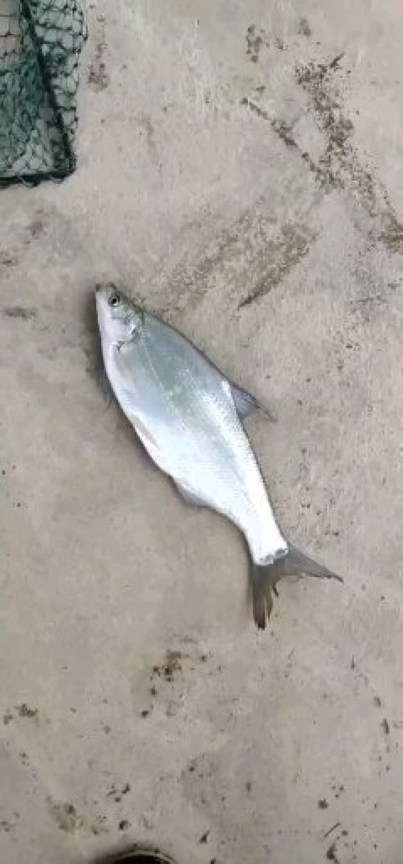 翘鳊鱼，鲫鱼
