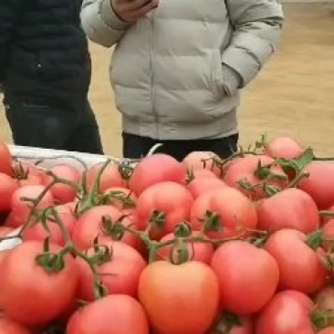 西红柿精品西红柿