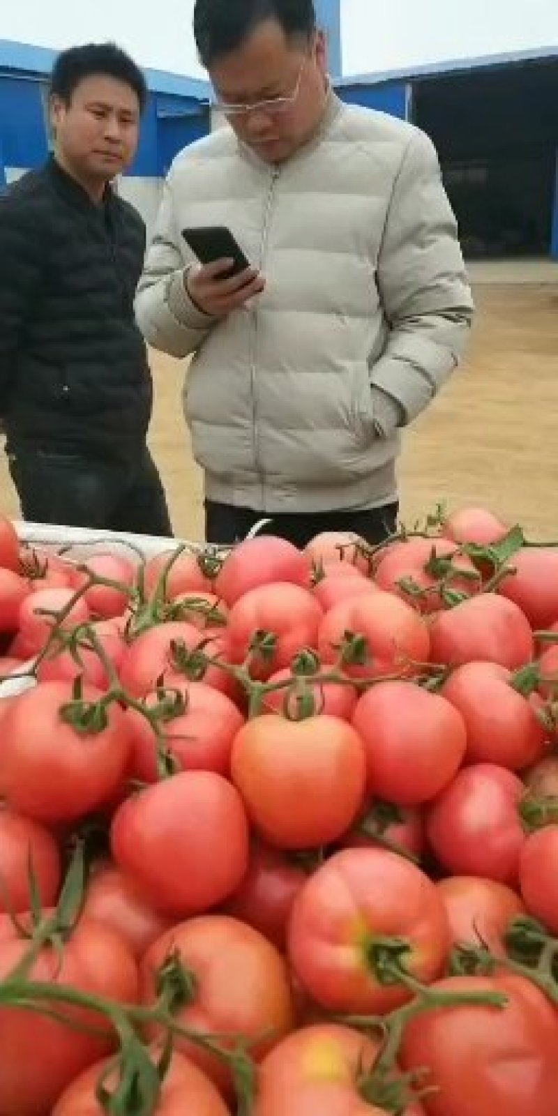 西红柿精品西红柿