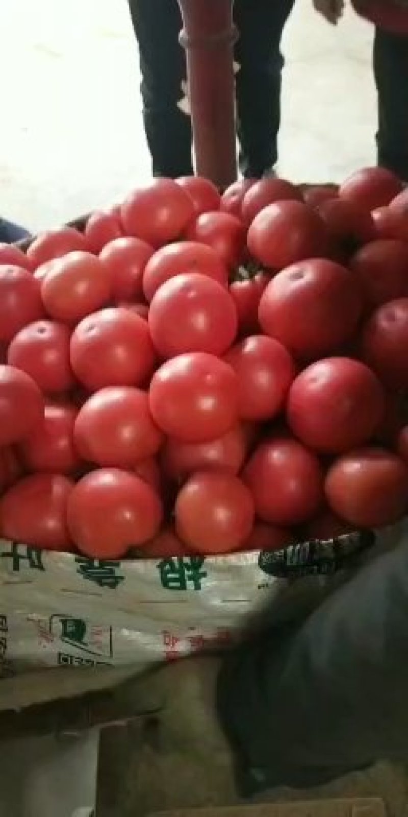 西红柿精品西红柿