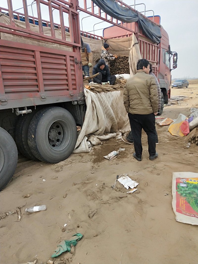 【千亩基地】精品山小白嘴山药紫药麻山药产地直发品种齐