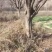 柿子树30一8O