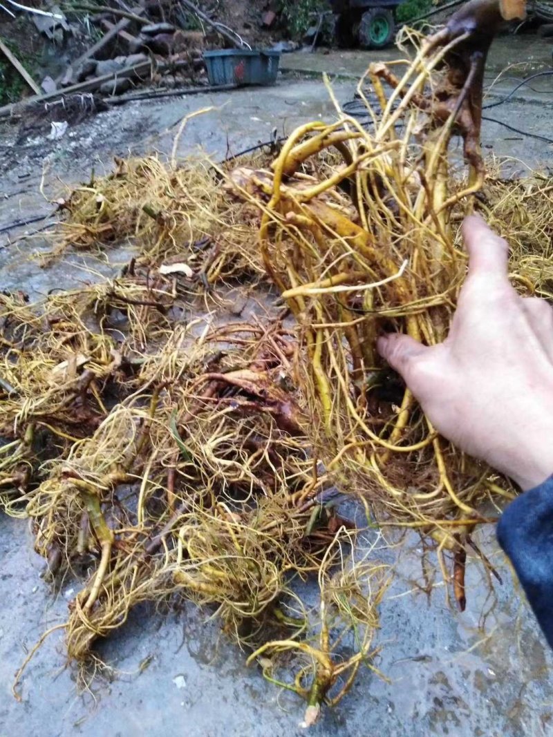 白花牛奶根野生白花牛奶根鲜货
