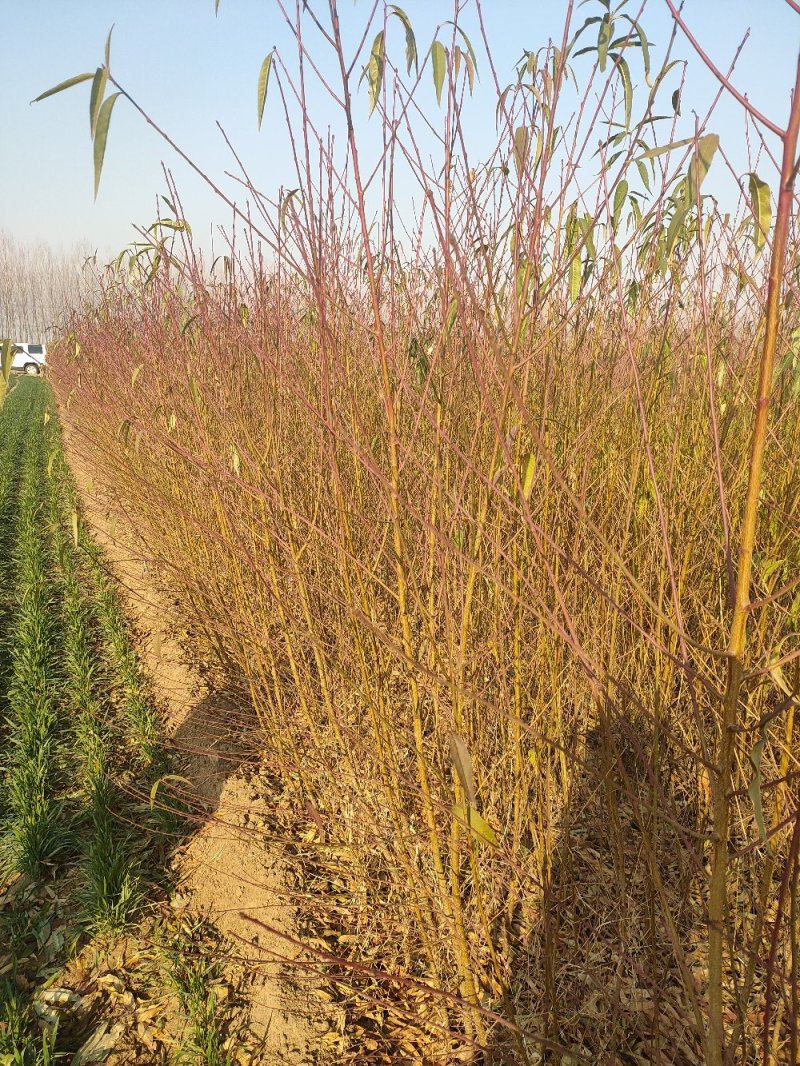 桃树苗毛桃苗桃树原生苗一手货源无偿提供技术