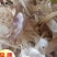 现货直供适口性好植物性饲料级牛羊兔子用大蒜皮内皮外皮