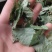 淫羊藿，甘肃小圆叶淫羊藿全叶，新货切片关书药业