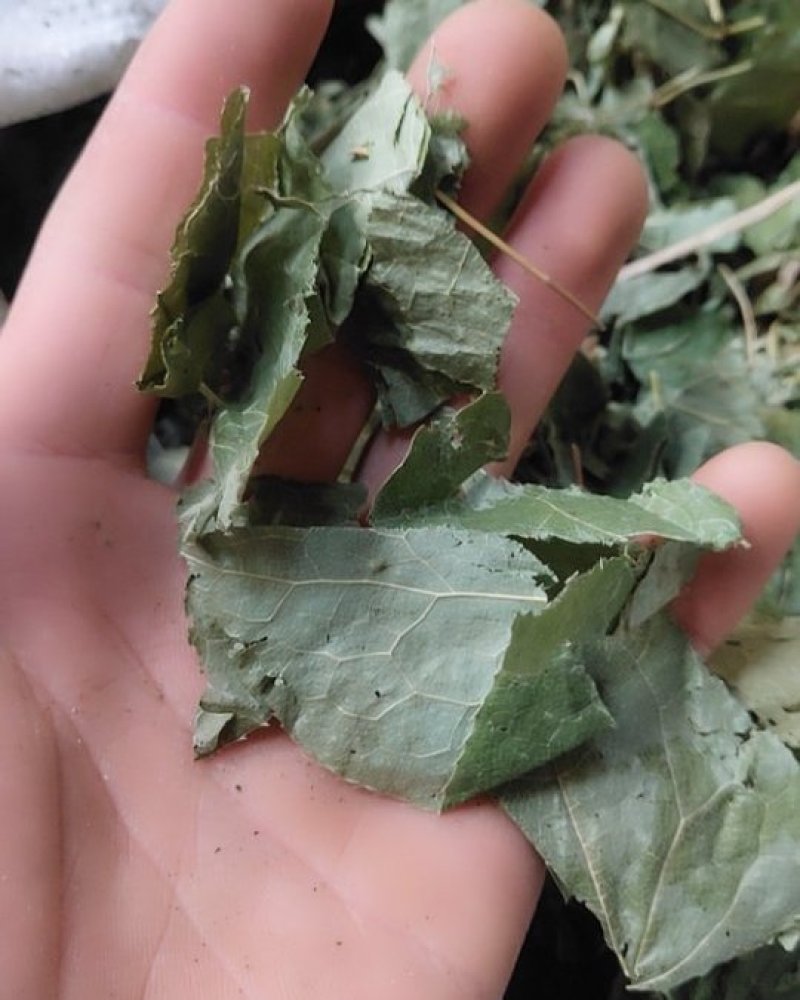 淫羊藿，甘肃小圆叶淫羊藿全叶，新货切片关书药业