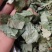 淫羊藿，甘肃小圆叶淫羊藿全叶，新货切片关书药业
