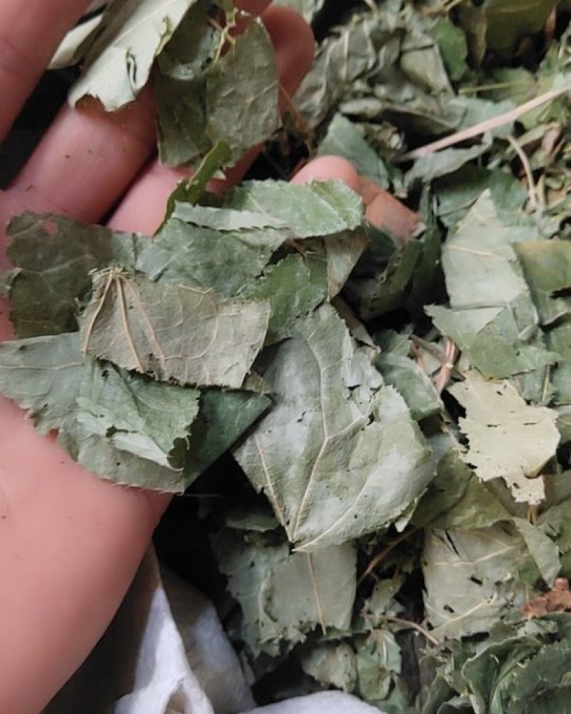 淫羊藿，甘肃小圆叶淫羊藿全叶，新货切片关书药业