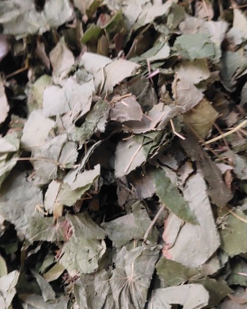 淫羊藿青绿色山西货统过筛关书药业
