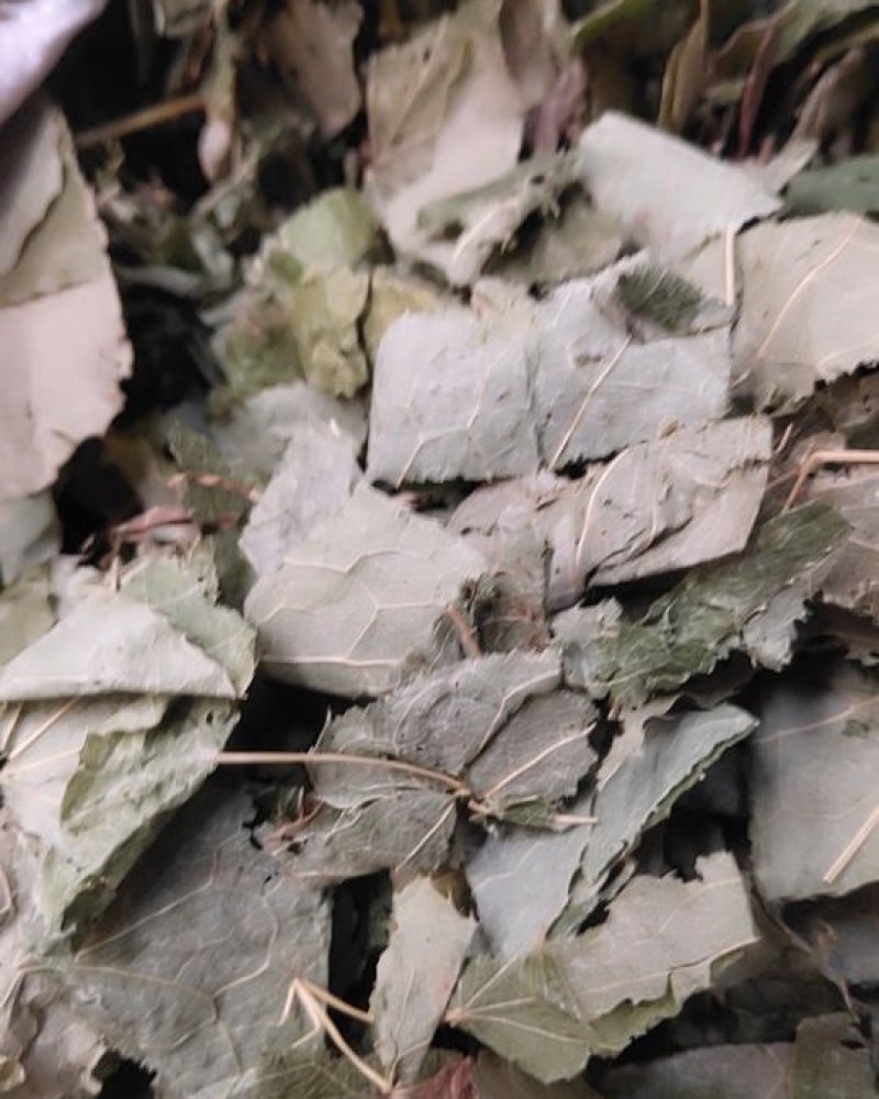 淫羊藿青绿色山西货统过筛关书药业