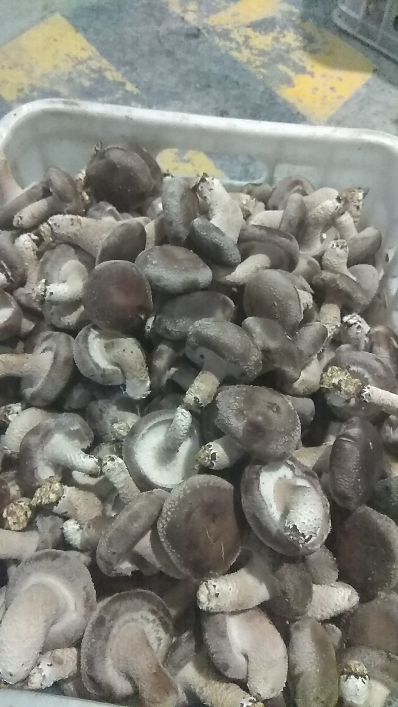 干香菇