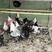 波兰帽子鸡出售中包活包健康线上交易安全有保障