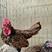 波兰帽子鸡出售中包活包健康线上交易安全有保障