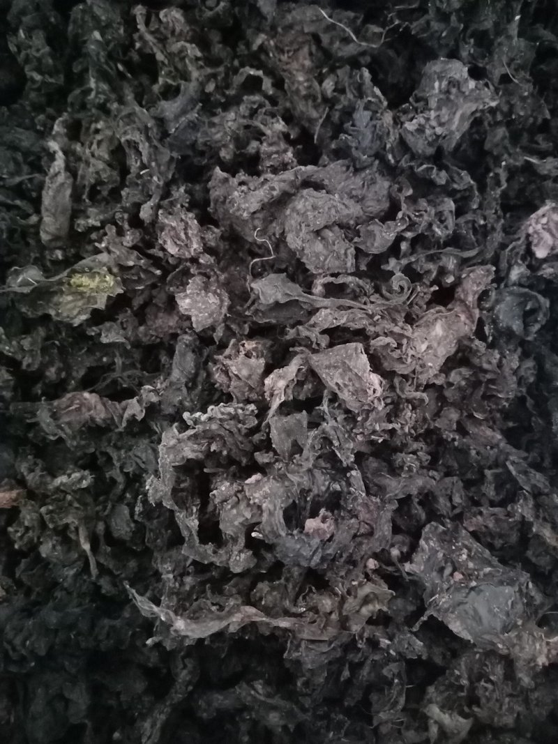 甘肃野生地皮菜，营养丰富