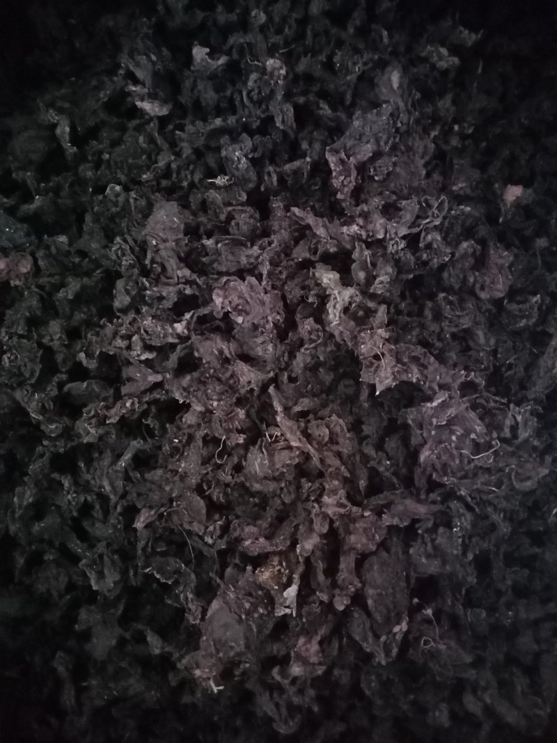 甘肃野生地皮菜，营养丰富