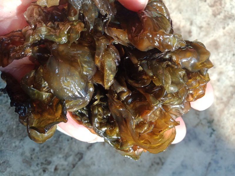 甘肃野生地皮菜，营养丰富
