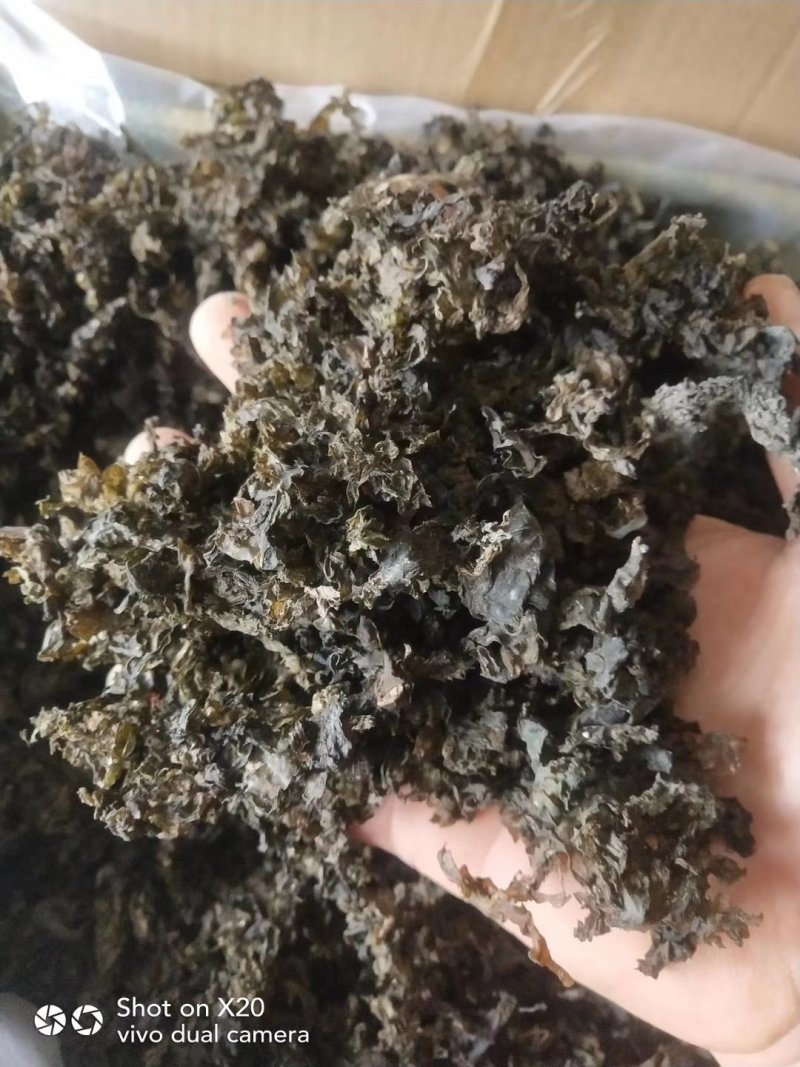 甘肃野生地皮菜，营养丰富