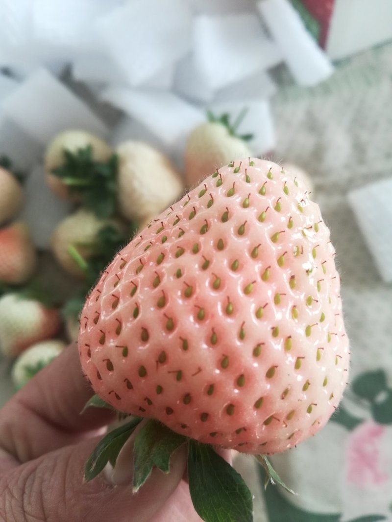 大量甜查理，红颜，桃熏上市欢迎选购
