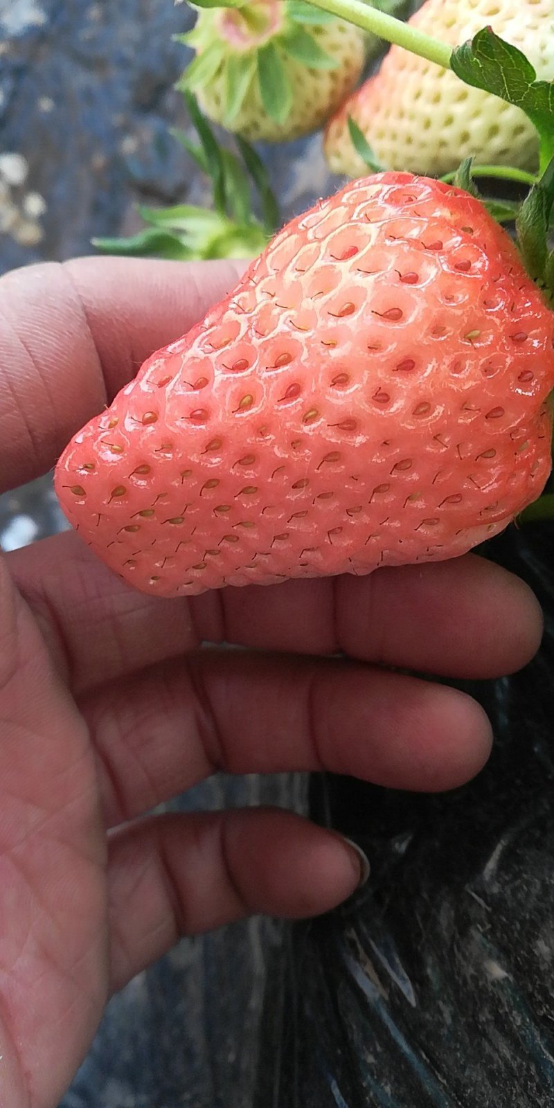 大量甜查理，红颜，桃熏上市欢迎选购