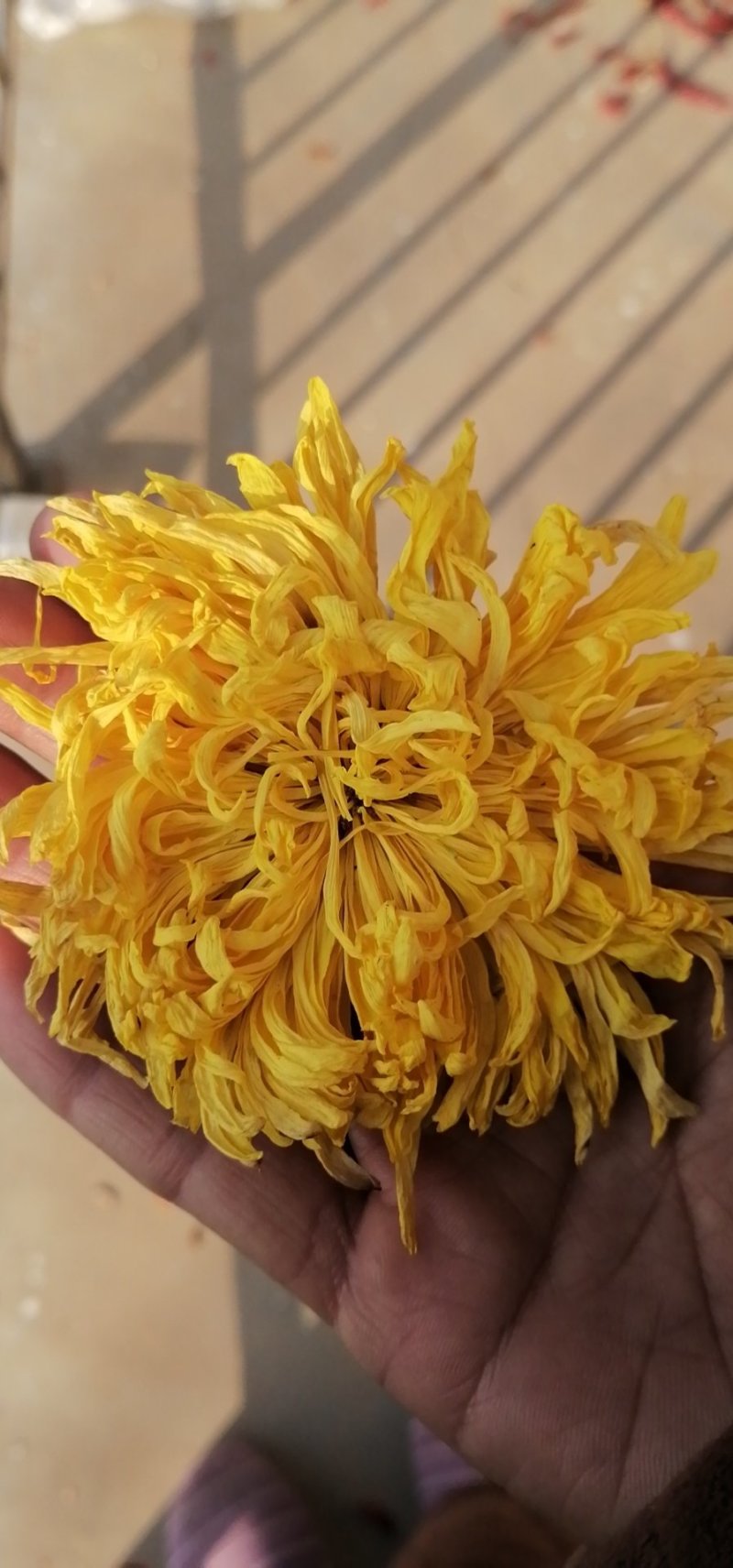 金丝黄菊大量出售价格可商议